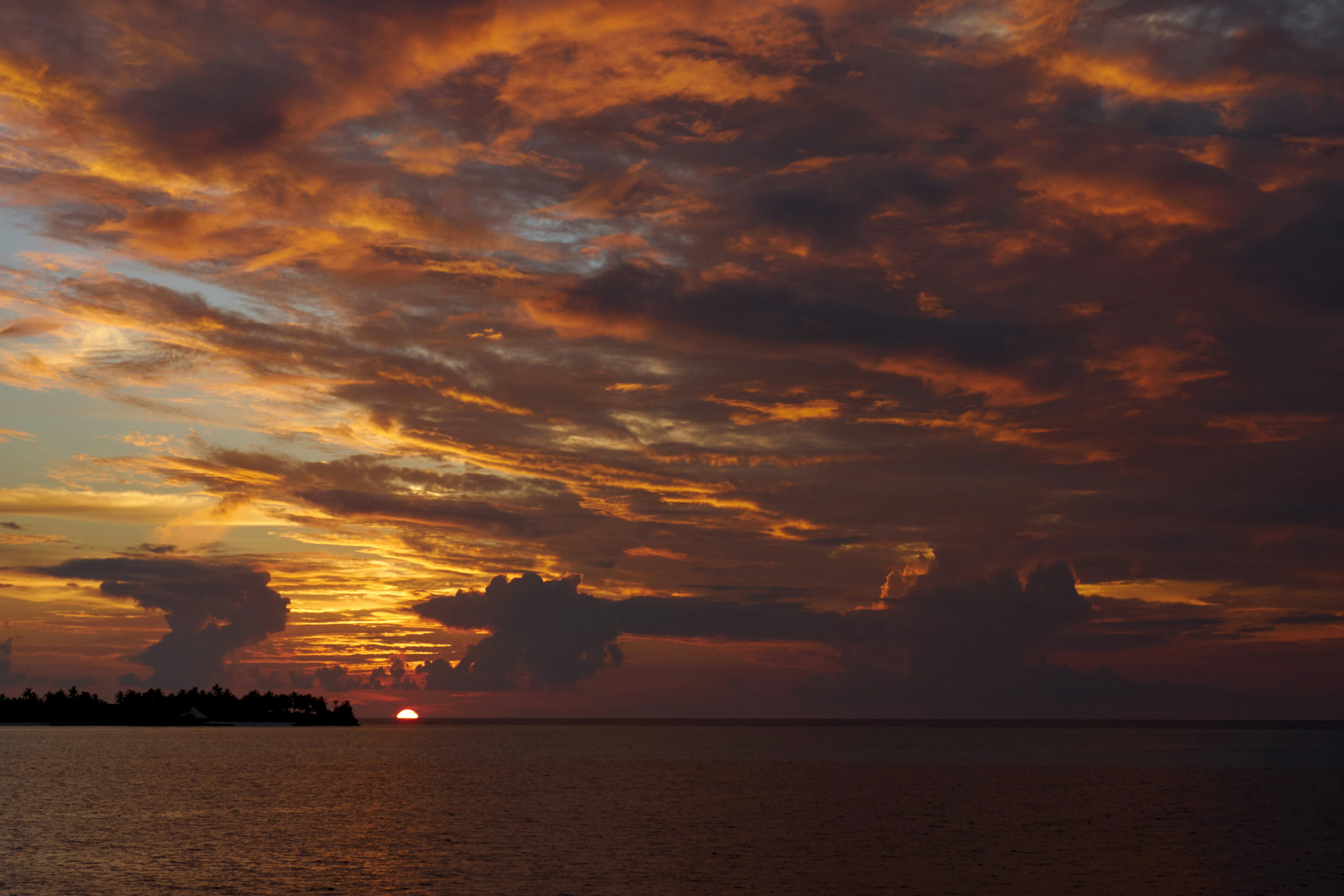 silhouette of trees near body of water during sunset